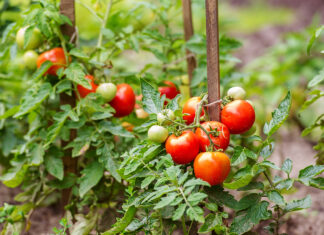 Moins de tomates en Europe, plus de place pour le Maroc Moins de tomates en Europe, plus de place pour le Maroc