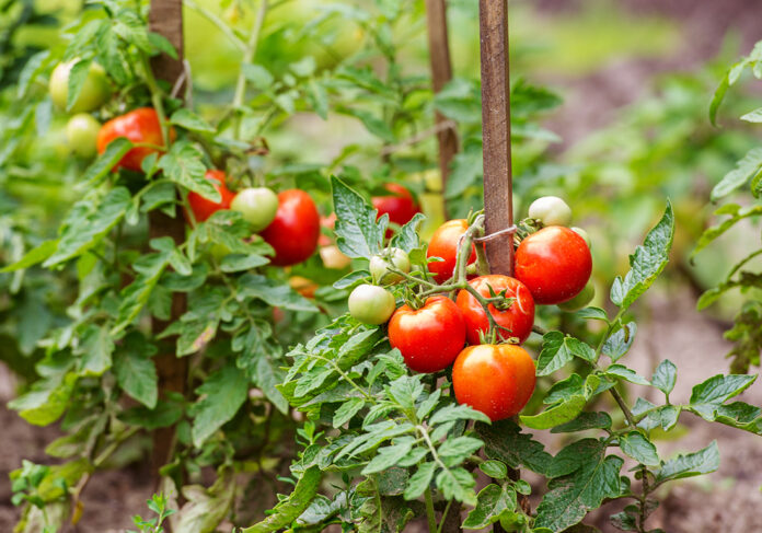 Moins de tomates en Europe, plus de place pour le Maroc