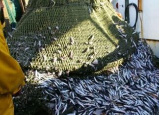 Sardine : la zone sud fermée à la pêche jusqu’à fin juin Sardine : la zone sud fermée à la pêche jusqu’à fin juin