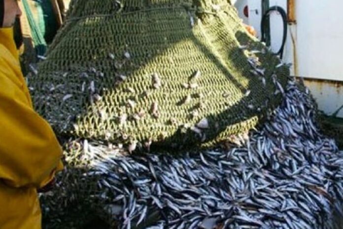 Sardine : la zone sud fermée à la pêche jusqu’à fin juin