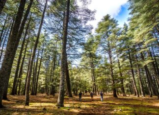 Le Maroc renforce sa voix dans la gouvernance forestière mondiale Le Maroc renforce sa voix dans la gouvernance forestière mondiale