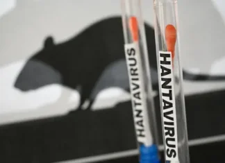 L’OMS précise la souche d’hantavirus détectée sur le MV Hondius L’OMS précise la souche d’hantavirus détectée sur le MV Hondius