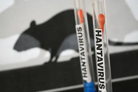 L’OMS précise la souche d’hantavirus détectée sur le MV Hondius