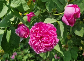 Rose à parfum : la production 2026 estimée à 5.000 tonnes Rose à parfum : la production 2026 estimée à 5.000 tonnes