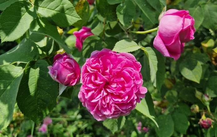 Rose à parfum : la production 2026 estimée à 5.000 tonnes