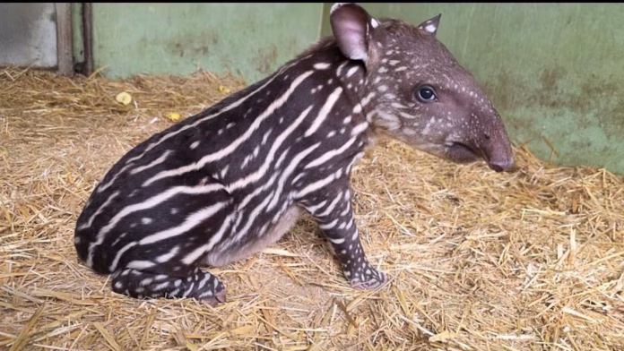 Naissance d’un bébé tapir à Casablanca, un espoir pour l’espèce