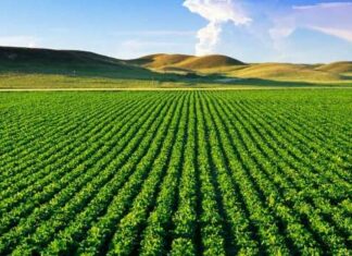 Plan Maroc Vert, les chiffres d’une transformation agricole Plan Maroc Vert, les chiffres d’une transformation agricole