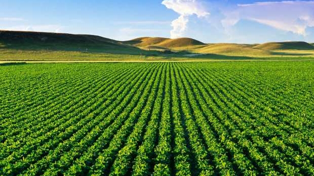 Plan Maroc Vert, les chiffres d’une transformation agricole