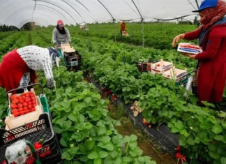 Le Maroc renforce le suivi de ses travailleuses agricoles en Espagne Le Maroc renforce le suivi de ses travailleuses agricoles en Espagne